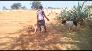 Big Pandikona sheep dogs pair. Huge dogs