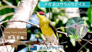 野鳥図鑑：Australasian Figbird (メガネコウライウグイス)