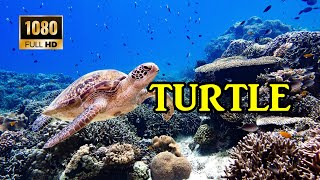 Turtle Paradise - Undersea Nature Relaxation Music