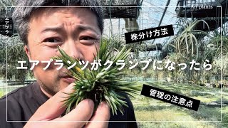 【観葉植物基礎知識】エアプラツのクランプ管理の注意点と株分けについて解説