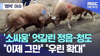 ['엠빅' 이슈] '소싸움' 엇갈린 정읍-청도..\