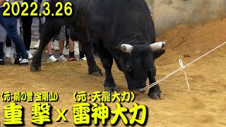 雷神大力(元：天龍大力)ｘ重撃(元：前の誉 金剛山)  2023.3.26　【沖縄闘牛】