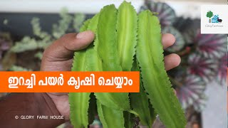 ഇറച്ചി പയർ കൃഷിക്ക് വാണിജ്യ സാധ്യത ഏറുന്നു | Winged Beans cultivation