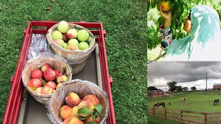 আমেরিকার আমিষ গ্রাম ও আপেল বাগানে apple #amishvillage #Applepicking