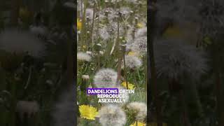 3 Facts about Dandelions #3factz #dandelions #flowers #shortfacts #shorts