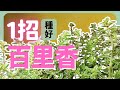 百里香枯掉？注意這1點 | How to grow Thyme |《葛斯怎麼種》59