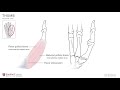 anatomy of the upper limb thenar muscles