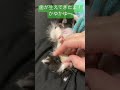 歯が生えてかゆくて、ママの手を噛みまくる赤ちゃん子猫