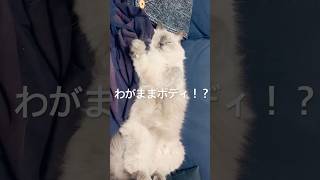 わがままボディに育ってしまった。#猫 #猫との暮らし #猫のいる生活 #癒し動画 #ねこ  #猫おもしろ動画 #デフ猫ちゃん #ラグドール