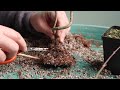 bonsaify make radiant radial nebari for japanese maple bonsai