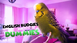 Caring for English Budgies: The Ultimate Guide