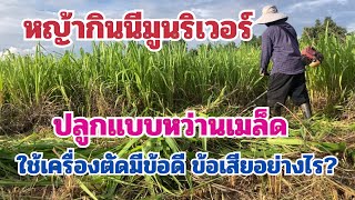 หญ้ากินนีมูนริเวอร์ แบบหว่านเมล็ด ตัดง่ายไหม? ข้อดีข้อเสียคืออะไร?