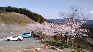 印南町 みはらし峠 桜