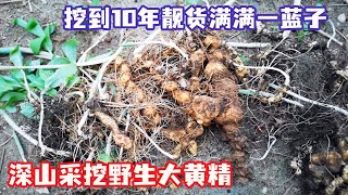 【合集】深山采挖野生大黄精，挖到10年靓货满满一蓝子，大丰收可遇不可求！【王玮先生】