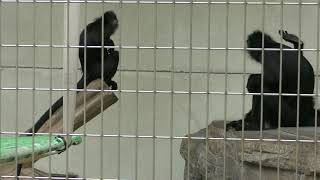 フランソワルトンの赤ちゃん「ピンキー」 22.05.20 天王寺動物園 オナガザル 4k動画 François' langur baby