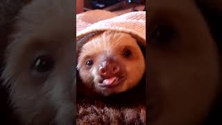 Baby Sloth Yawns on Command