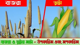 বাজরা - ভুট্টার আটা,উপকারিতা -অপকারিতা || Bajra-Maize Flour Advantages-Disadvantages