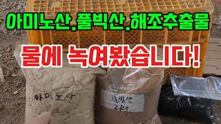 마늘밭 제가사용하는 아미노산.풀빅산.해조추출물 물에 녹여봤습니다.찌꺼기가 있을까요? 없을까요?