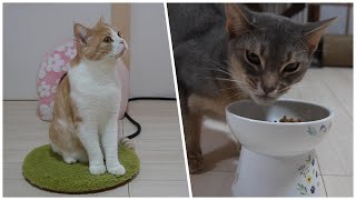 見るだけで元気が出る!！笑える猫の食べっぷり【スコティッシュフォールド】【アビシニアン】