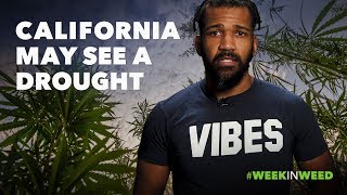 This Week in Weed: California May Experience a Drought!