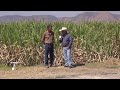 Bombeo Solar para riego de caña con paneles solares.