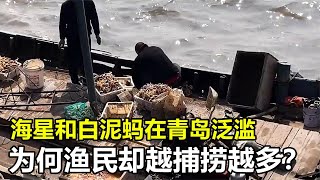 海星和白泥蚂在青岛泛滥，着急的渔民疯狂捕捞，为啥却越捞越多？