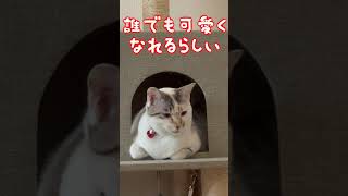 ゆっくり瞬きすると誰でも可愛くなれるらしい　＃shorts、＃可愛い猫、＃猫のあくび、