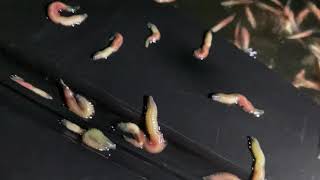 Polychaeta Worm Swarm