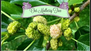 Our Old Mulberry Tree~