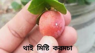 থাই মিষ্টি করমচা।। মিষ্টি করমচা।।thai Misty Koromcha।। Carissa cerondas।।