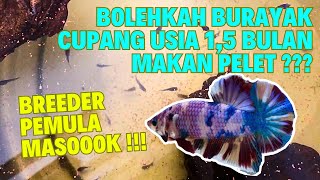 TIPS / CARA PEMBERIAN PELET KE BURAYAK IKAN CUPANG USIA 1,5 BULAN