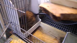 エサを隠すデグー (Degu Hide food)