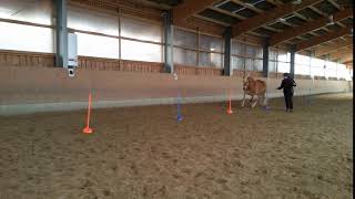 Horse Agility Slalom