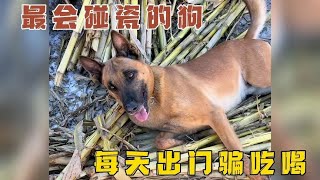 全网最会碰瓷的狗，每天跟着铲屎官出门骗吃骗喝！