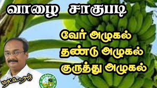 வாழை சாகுபடியில் வேர், தண்டு, குருத்து அழுகலை கட்டுப்படுத்தல் Banana Disesases Brittoraj 9944450552