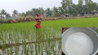 বোরো ধান রোয়ার এক সপ্তাহ পর এই সার ব্যবহার করবেন