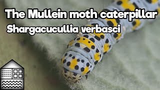 Mullein moth  caterpillar - Shargacucullia verbasci