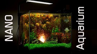 Nano Aquarium With colorful Killifish