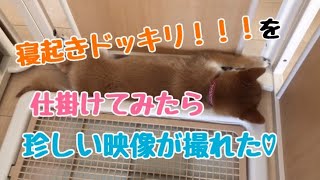 【柴犬】犬に寝起きドッキリ！珍しくて可愛い映像が撮れた。