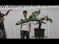 bonsai demonstration by minoru akiyama