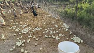 PANEN TELUR BEBEK Angon Di Sawah Omset Ratusan sampai Jutaan Per-hari, Bongkar Rahasia peternak