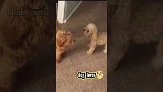 dog barking🔥🐕 #shorts #dog #shortsvideo #4k #doglovers #babydog #viral #dogvideo