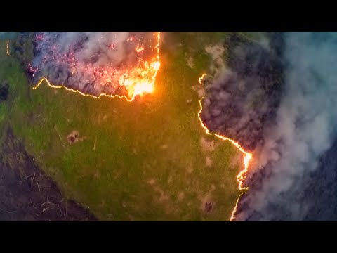 Why has deforestation increased?
