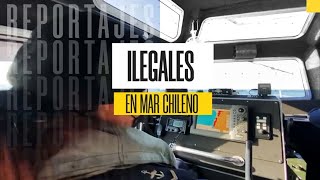 Reportaje | Tras las pistas de los piratas del tiburón chileno en las costas del norte