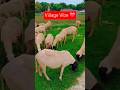 Village vibe ❤️ #nature #animals #sheep #grass #viralvideo #shortsviral #youtubeshorts