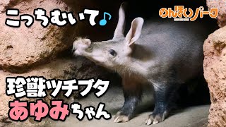 【のんほいパーク】こっちむいて♪珍獣ツチブタあゆみちゃん [Nonhoi Park] Aardvark, Ayumi