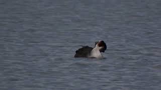 Music Nature.UA. Одещина.Відео Фото Полювання.Чонга.Нирка.