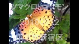 ツマグロヒョウモン : (Tsumaguro Hyoumon);Indian fritillary