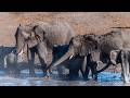 LIVE at the waterhole - 02 April 2026