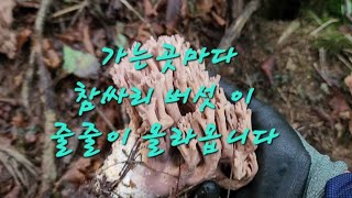 능이버섯  정찰산행. 참싸리 버섯 대박산행